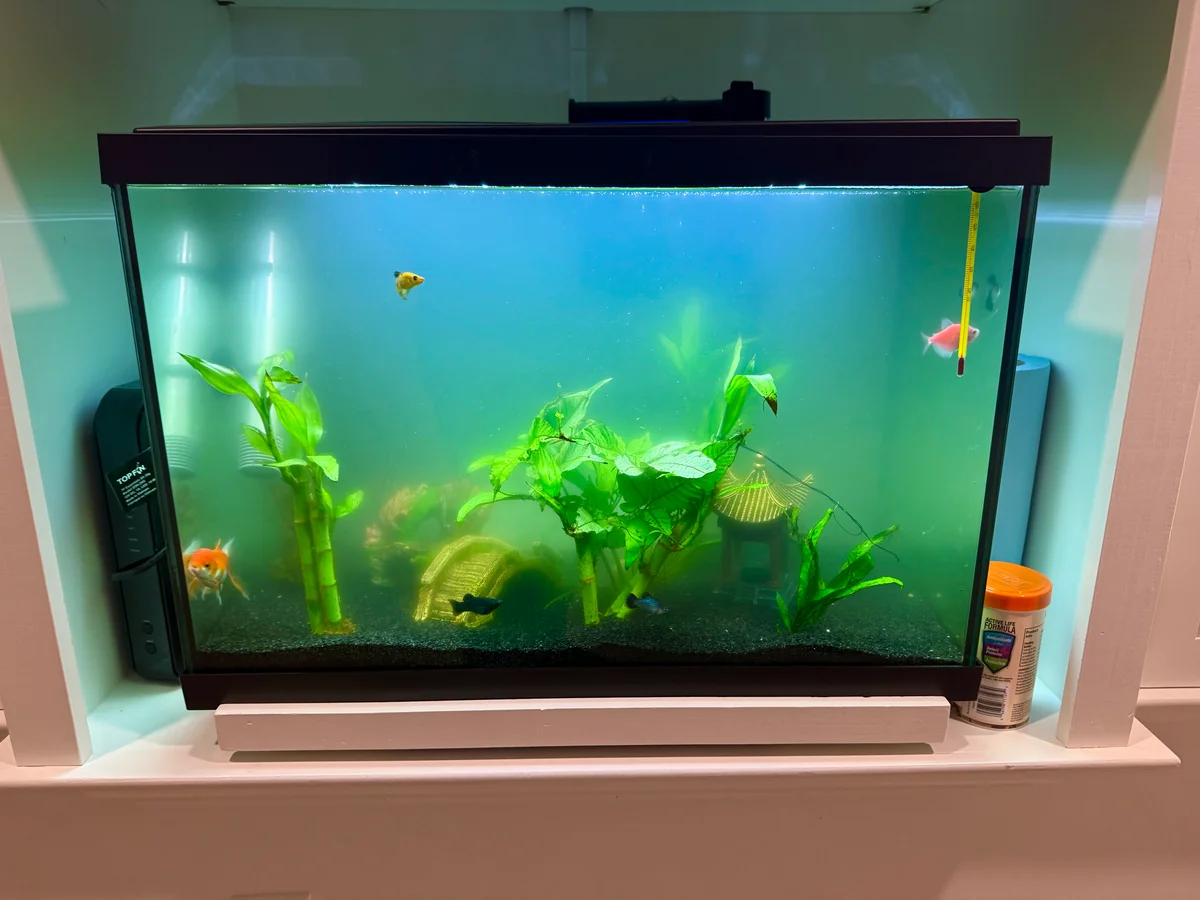 Customer aquarium with green, cloudy water during an algae bloom, with fish and decorations partly obscured.