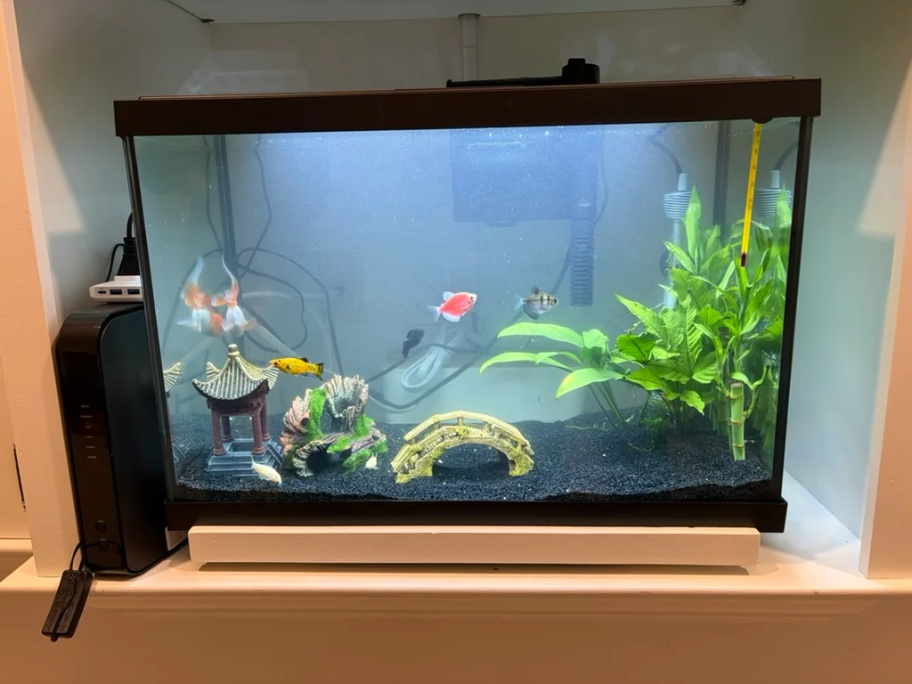 The same customer's aquarium after cleaning, with cleaner glass, visible fish, and rearranged decorations over black gravel.