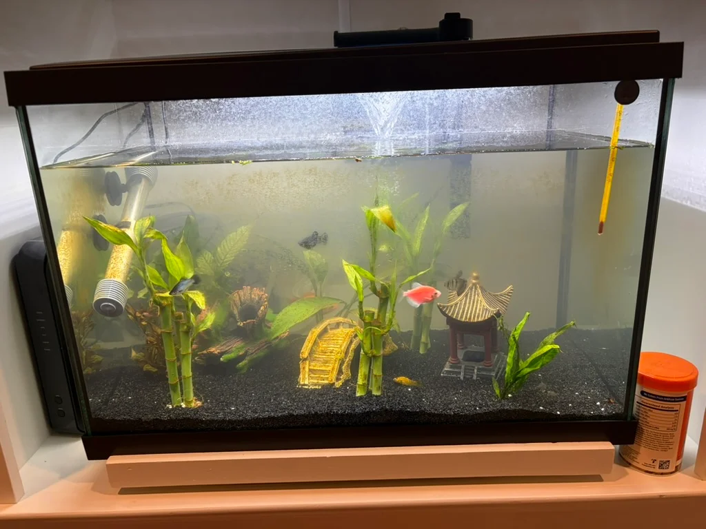 Customer freshwater aquarium before cleaning, with buildup on the glass and decorations above black gravel.