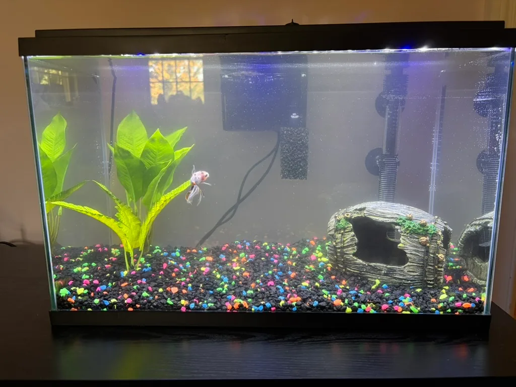 The same aquarium after cleaning, with cleaner glass, a higher water level, colorful gravel, and a clear view of the plants and hollow log decoration.