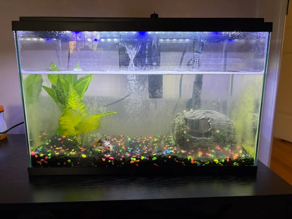 Customer aquarium before cleaning, with buildup on the glass, a low water level, colorful gravel, and a hollow log decoration.