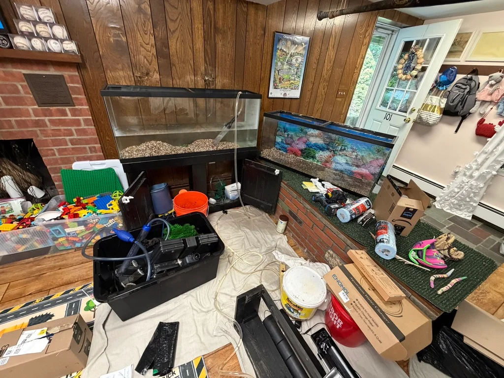 Aquarium replacement in progress, with two tanks, a temporary holding container, and equipment laid out over floor coverings.